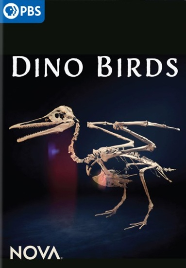 Dino Birds